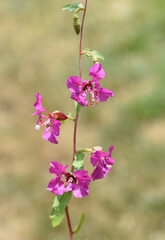 Clarkia pulchella