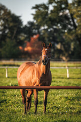 Pregnant thoroughbred horse mare on pasture