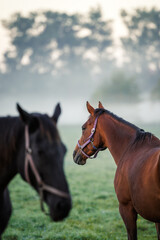 Brown and black thoroughbred horses on pasture at foggy morning
