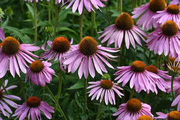 Obraz premium Red coneflower, Echinacea purpurea