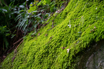 Fototapeta premium green moss on rock of Yamadera temple where Matsuo Basho made a famous poem (Haiku)