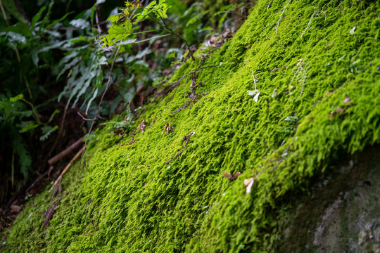 Green Moss On Rock Of Yamadera Temple Where Matsuo Basho Made A Famous Poem (Haiku)