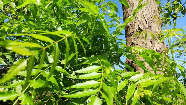 Neem leaves in tree. It's other names Azadirachta indica, nimtree and  Indian lilac. Its fruits and seeds are the source of neem oil. many aruvedic medicines are made from its leaves. 