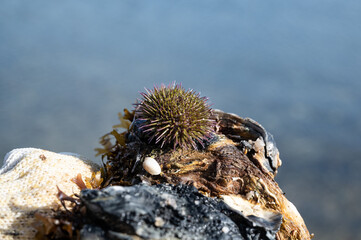 Green sea urchin or shore sea urchin (Psammechinus miliaris) on an oyster shell