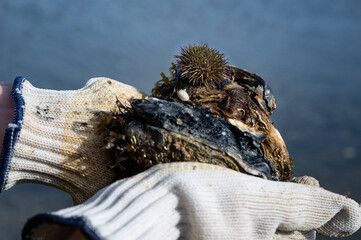 Green sea urchin or shore sea urchin (Psammechinus miliaris) onan oyster shell