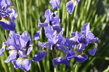 Beautiful lilac flowers of irises close-up on a green background.