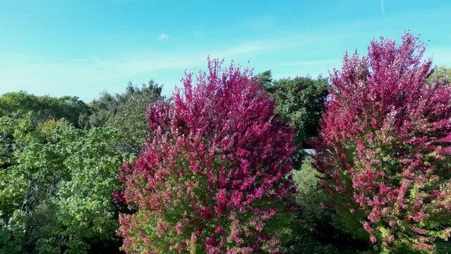 Drone dolly left showing pink and red leaves on trees with a blue sky background