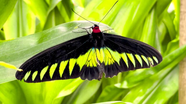 Beautiful Rajah Brooke's Birdwing Butterfly In The Rainforest Of Malaysia. Close up