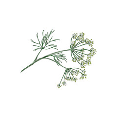 Green single branch of dill plant hand drawn vector illustration isolated.