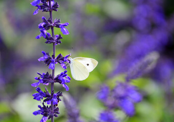 紫サルビアの蜜を吸うモンシロチョウ