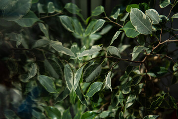 green leaves in the middle of the forest