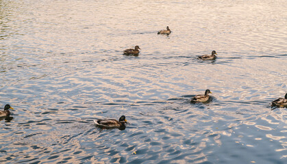 Wild ducks swimming in lake. Waterfowls on wavy water. Full frame.