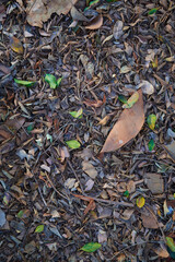 Leaves background in october