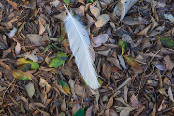 Bird feather on leaves background