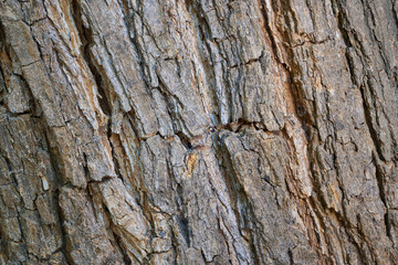 Tree bark background with detail of grooves