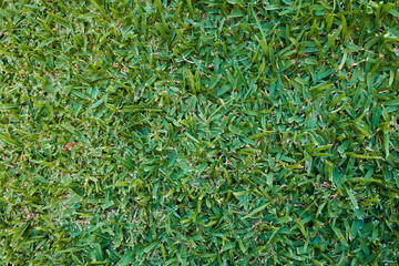 Background of cut green grass