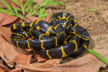 Boiga dendrophila, commonly called the mangrove snake or gold-ringed cat snake on wildlife
