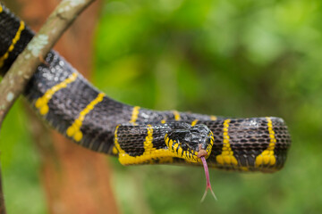 Boiga dendrophila, commonly called the mangrove snake or gold-ringed cat snake on wildlife
