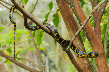 Naklejka premium Boiga dendrophila, commonly called the mangrove snake or gold-ringed cat snake on wildlife 