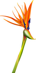 Tropic flower Strelitzia