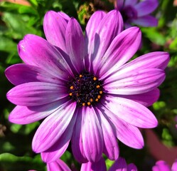 Obraz premium pink cosmos flowers