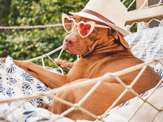 Lovable, pretty puppy resting in a hammock against the backdrop of green trees and the summer sun....