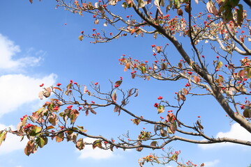 赤い実をつけた花水木の木と青空