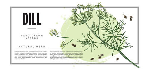 Dill natural herb banner template with text, sketch vector illustration.