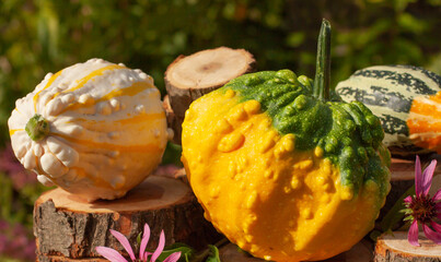 Ornamental orange pumpkins on wooden log. Bokeh background