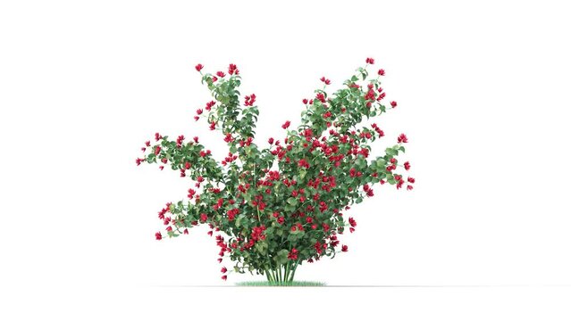 Peonies flower on a white background 3D animation and Flowering shrubs animate in the wind on white background with an alpha matt 3D virtual tree. Separated with alpha channels