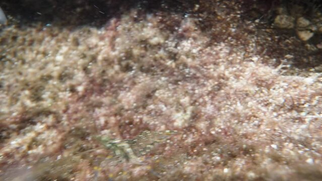 Small shrimp Palaemon adspersus, at the bottom of the sea escapes from the camera, super macro