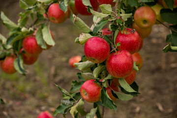 Fresh apples from the orchard. Apple harvest ready to be picked from the orchard in the Republic of Moldova.