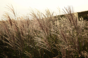 Fototapeta premium ススキが美しい夕暮れの丘