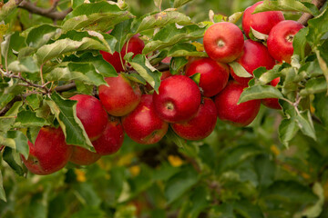 Fresh apples from the orchard. Apple harvest ready to be picked from the orchard in the Republic of Moldova.