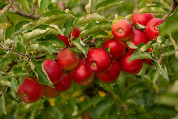 Fresh apples from the orchard. Apple harvest ready to be picked from the orchard in the Republic of Moldova.