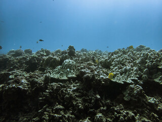 ハワイのサンゴの海中景色