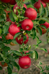 Fresh apples from the orchard. Apple harvest ready to be picked from the orchard in the Republic of Moldova.