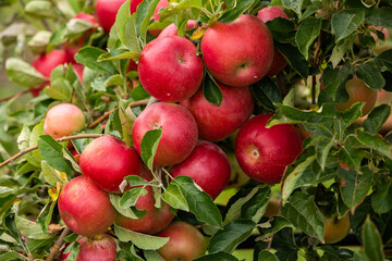 Fresh apples from the orchard. Apple harvest ready to be picked from the orchard in the Republic of Moldova.