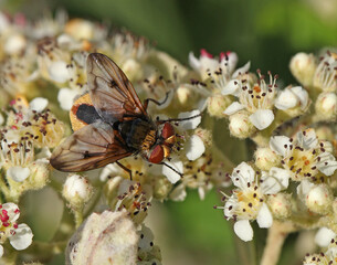 Mouche Ectophasia crassipennis sur une fleur de cotoneaster