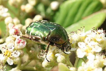 Fototapeta premium Cétoine dorée sur une fleur de cotoneaster
