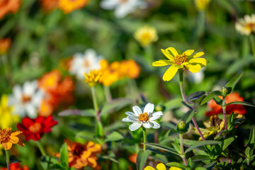 Multicolored flowers close-up. Bouquet of colorful flowers. City flower beds, a beautiful and well-groomed garden with flowering bushes.
