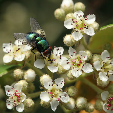 Mouche Lucilie soyeuse sur une fleur de cotoneaster