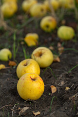 Fresh apples from the orchard. Apple harvest ready to be picked from the orchard in the Republic of Moldova.
