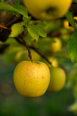 Fresh apples from the orchard. Apple harvest ready to be picked from the orchard in the Republic of Moldova.
