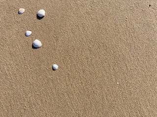 Fototapeta na wymiar seashells on the sand of the north sea beach