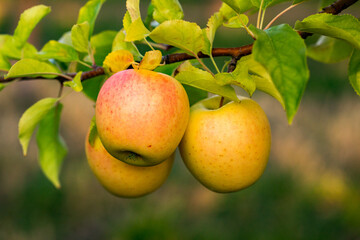 Fresh apples from the orchard. Apple harvest ready to be picked from the orchard in the Republic of Moldova.