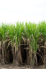 Sugar cane farm, Agriculture background