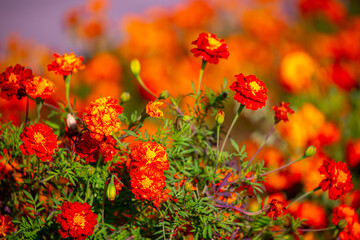 Red and orange flowers close up. Bouquet of yellow flowers. City flower beds, a beautiful and well-groomed garden with flowering bushes.