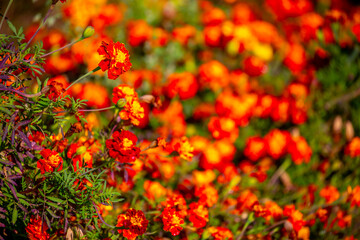 Red and orange flowers close up. Bouquet of yellow flowers. City flower beds, a beautiful and well-groomed garden with flowering bushes.