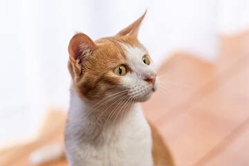 見つめる猫　茶トラ白